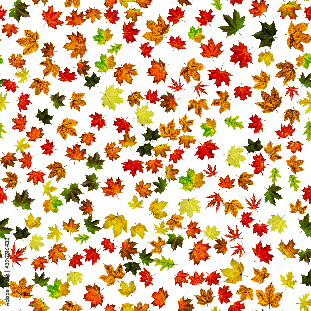 Seamless texture. Colorful maple foliage. Season leaves fall background. Autumn yellow red, orange leaf isolated on white. Seamless texture. Colorful maple foliage. Season leaves fall background. Autumn yellow red, orange leaf isolated on white.