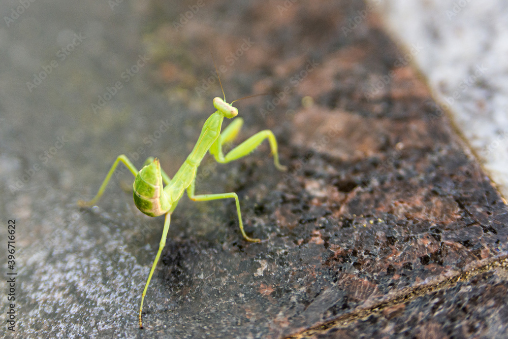 Green praying Mantis on a ground. Mantis Religiosa insect Green praying Mantis on a ground. Mantis Religiosa insect