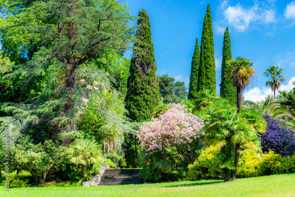 City park with tropical trees, lawn with grass, cypress trees