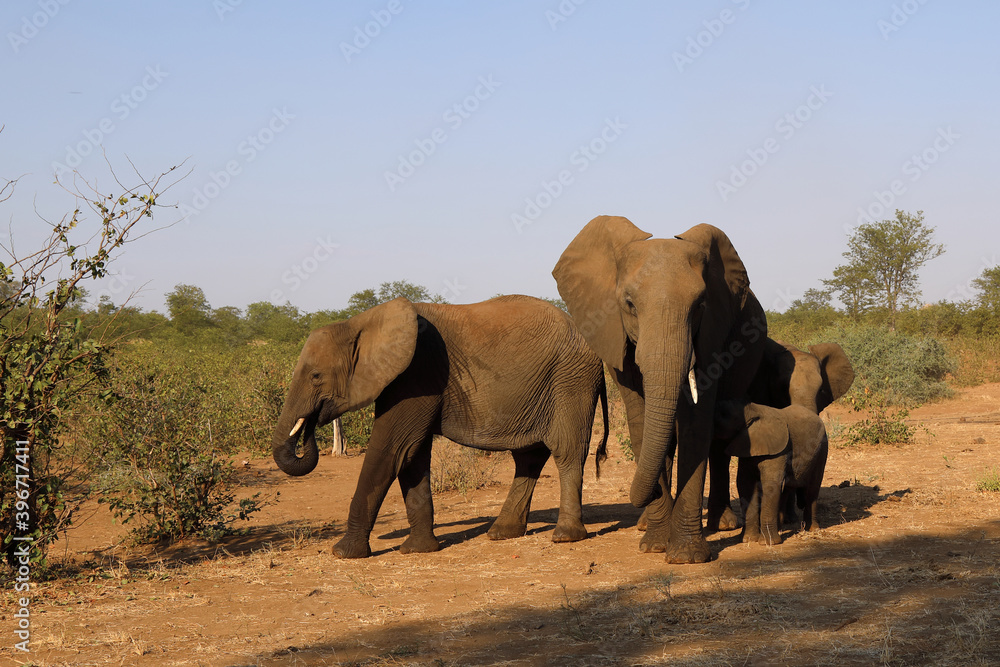 Fototapeta premium Afrikanischer Elefant / African elephant / Loxodonta africana.