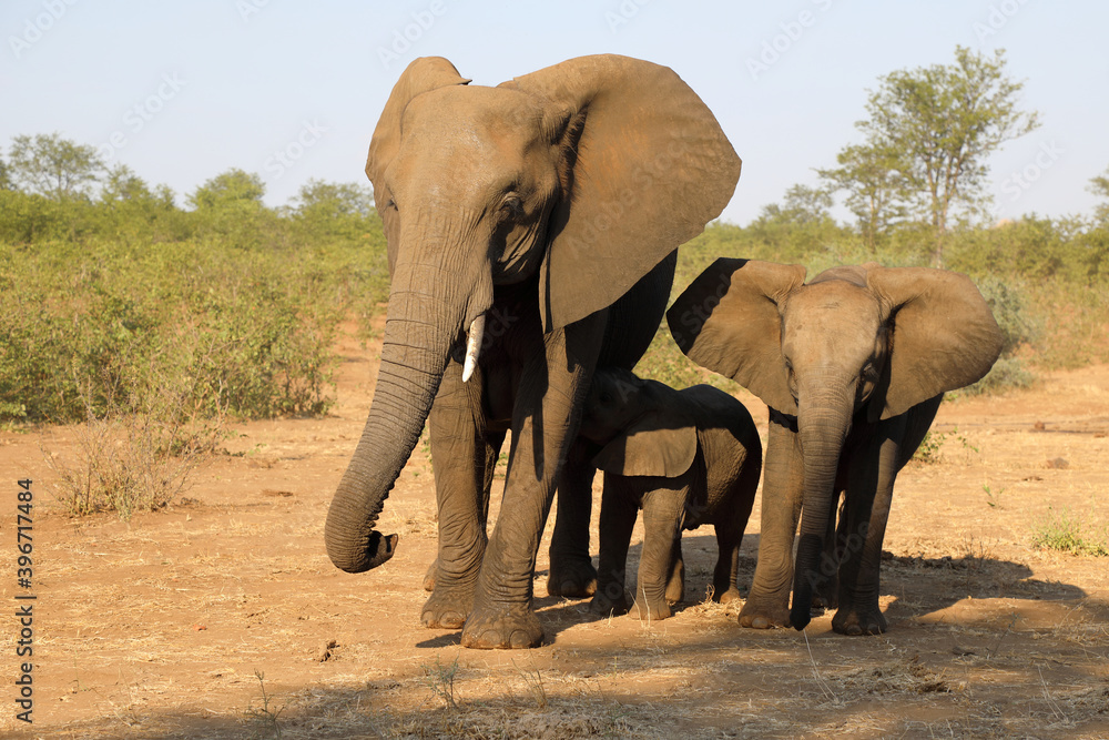 Fototapeta premium Afrikanischer Elefant / African elephant / Loxodonta africana.