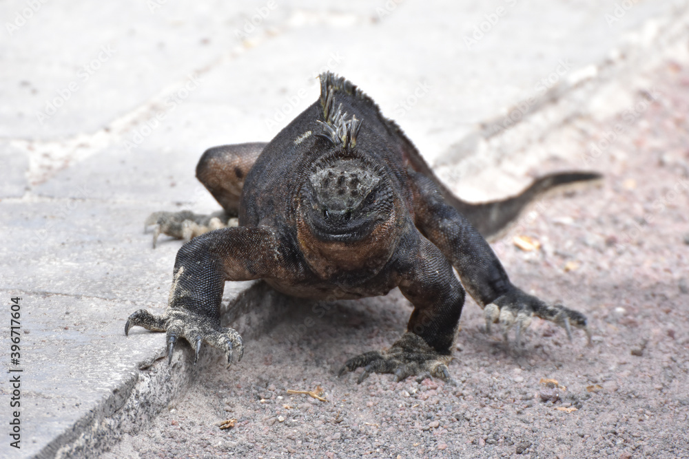 Galapagos marine iguana in Galapagos Islands, Ecuador Galapagos marine iguana in Galapagos Islands, Ecuador