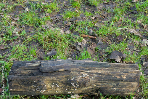 Old stump in the forest