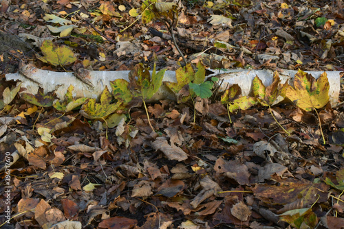 fallen autumn leaves