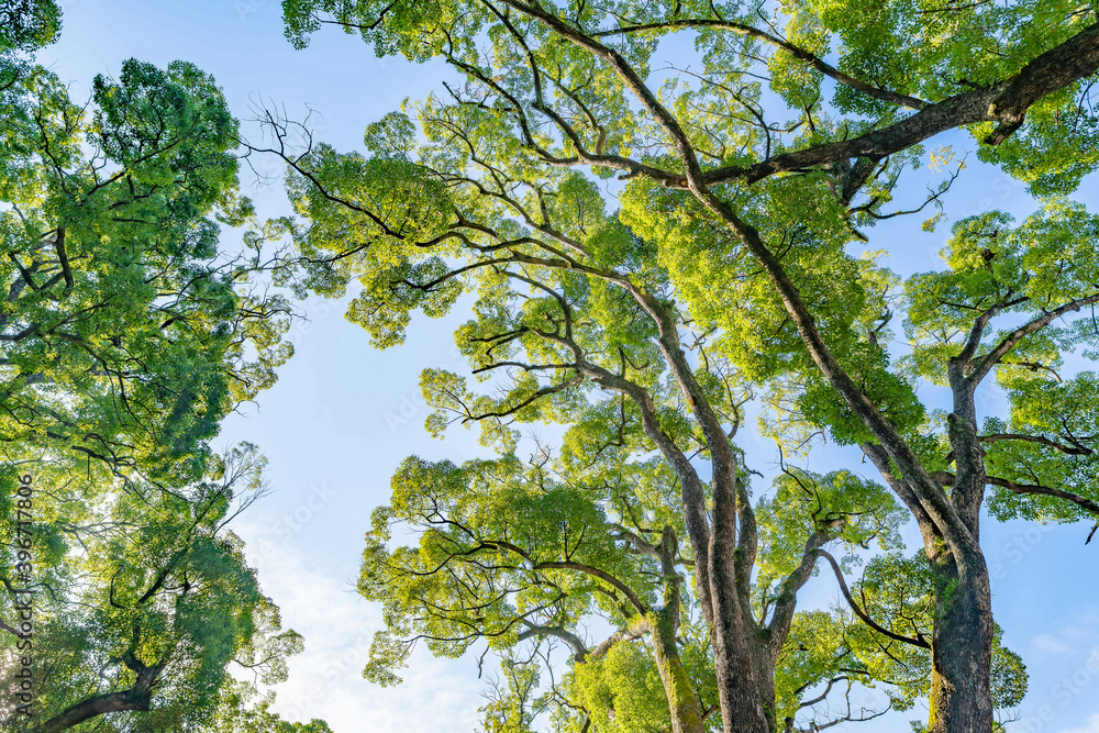 Fototapeta premium 静岡県熱海市 来宮神社の楠