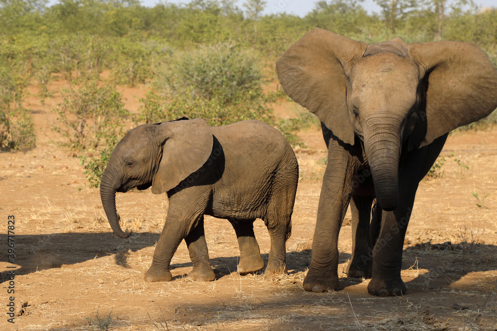 Fototapeta premium Afrikanischer Elefant / African elephant / Loxodonta africana.
