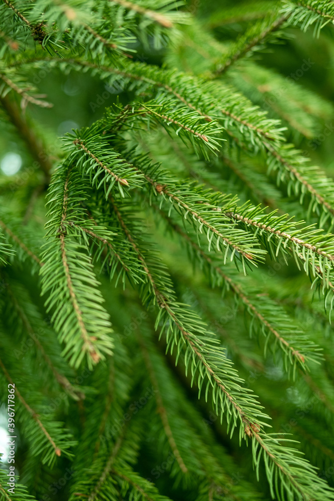 Beautiful evergreen fir tree branches close up as a christmas background with a shallow focus. Beautiful evergreen fir tree branches close up as a christmas background with a shallow focus.