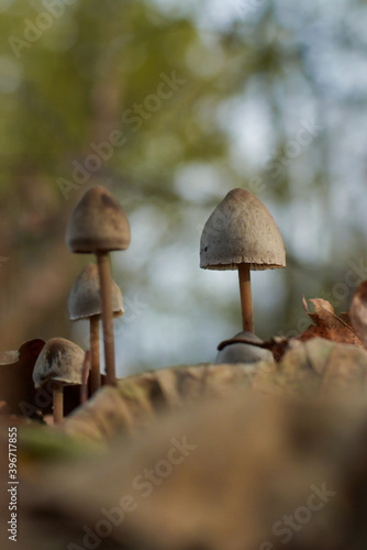 mushrooms in the forest