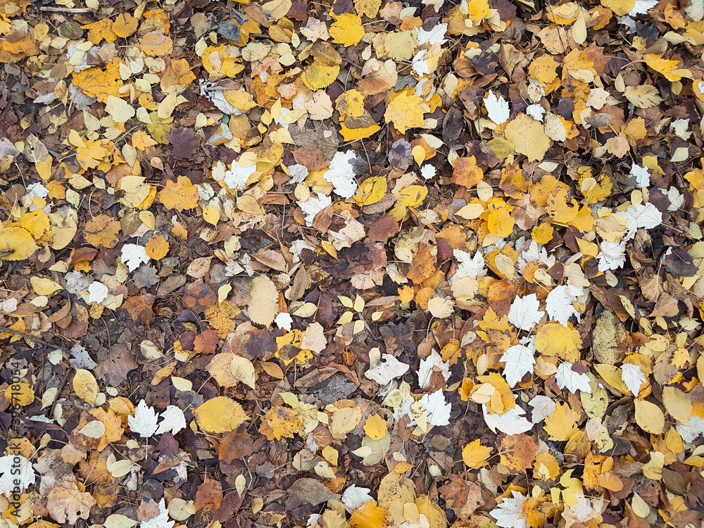 Autumn yellow colorful fallen leaves on ground in grass in park outdoor close up background texture as natural pattern Autumn yellow colorful fallen leaves on ground in grass in park outdoor close up background texture as natural pattern