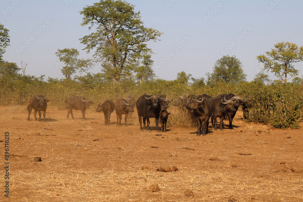 Kaffernbüffel / Buffalo / Syncerus caffer........ Kaffernbüffel / Buffalo / Syncerus caffer........