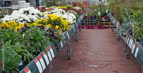 Decorative autumn flowers and plants are sold in the store