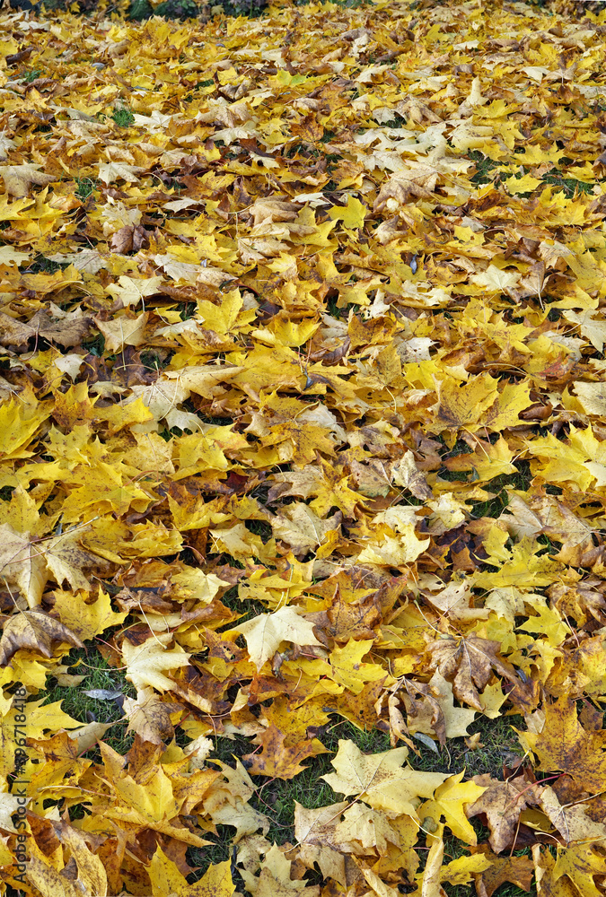 Vertical panorama of a thousand golden maple leaves Vertical panorama of a thousand golden maple leaves