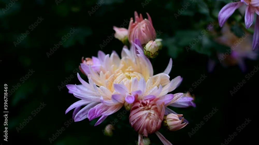 Beautiful autumn flowers bloom. Drops of autumn rain on the petals. Beautiful autumn flowers bloom. Drops of autumn rain on the petals.