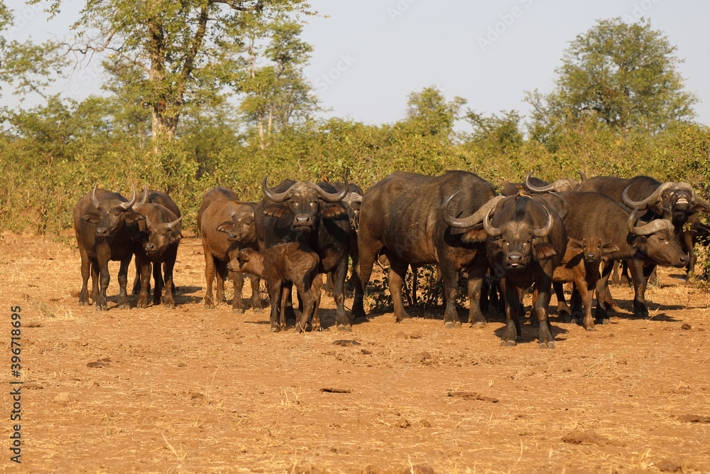 Kaffernbüffel / Buffalo / Syncerus caffer......... Kaffernbüffel / Buffalo / Syncerus caffer.........