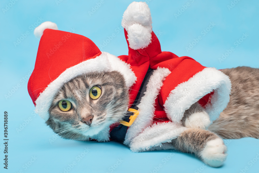 Grey cat in a funny Santa Claus costume in the Studio on a blue background. Concept of clothing for Pets at new year and Christmas time Grey cat in a funny Santa Claus costume in the Studio on a blue background. Concept of clothing for Pets at new year and Christmas time