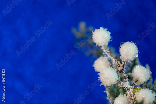 A branch in the snow on a blue background. Christmas, new year 2021. Copy space. Selective focus. Macro.
