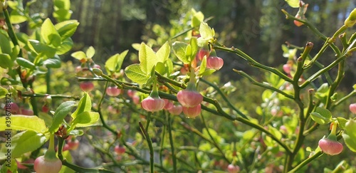Blueberry flowers in spring
