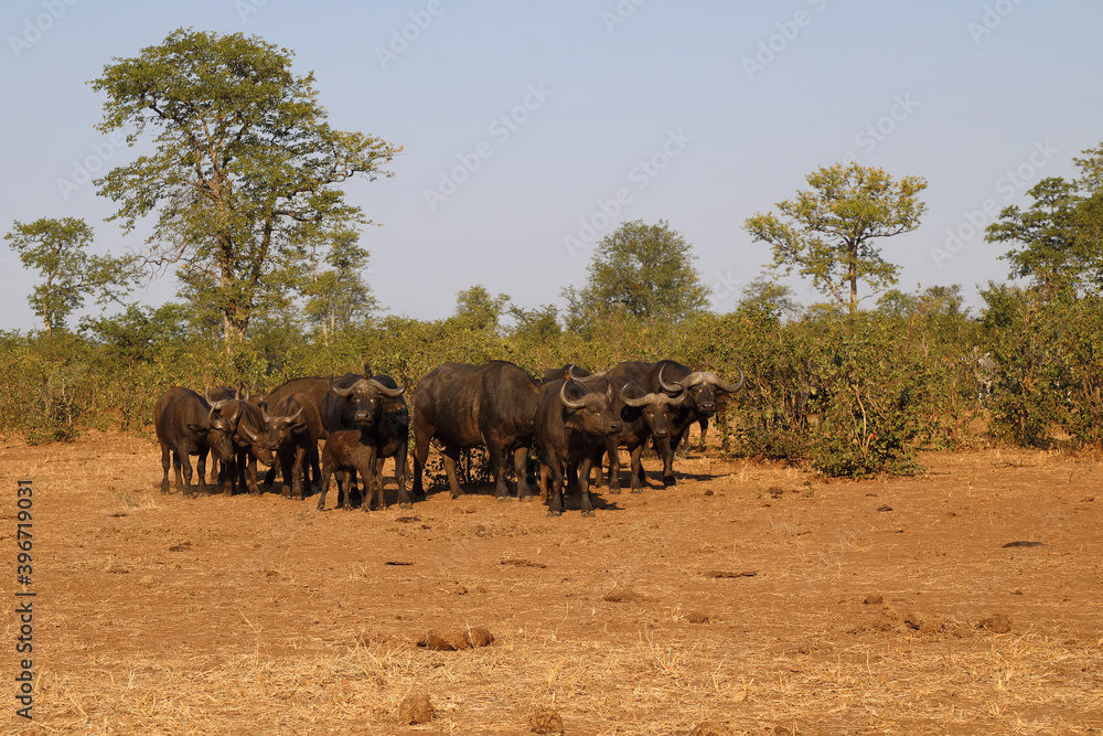 Kaffernbüffel / Buffalo / Syncerus caffer........ Kaffernbüffel / Buffalo / Syncerus caffer........