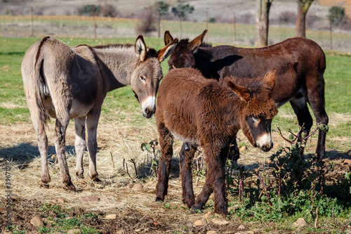 Donkeys of different breed on the farm, two adults and a colt.