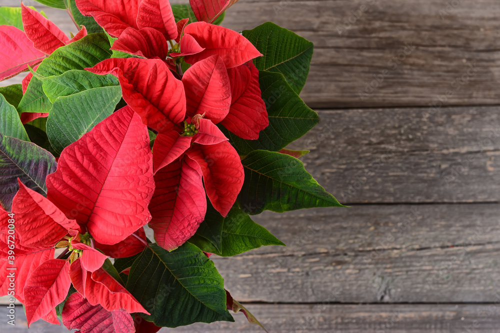 Christmas plant poinsettia on wooden background Christmas plant poinsettia on wooden background