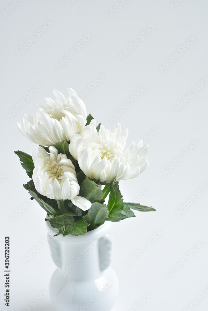 菊の花 菊の花