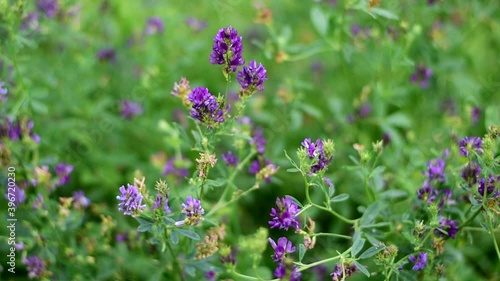 Alfalfa bloomed in the field. photo