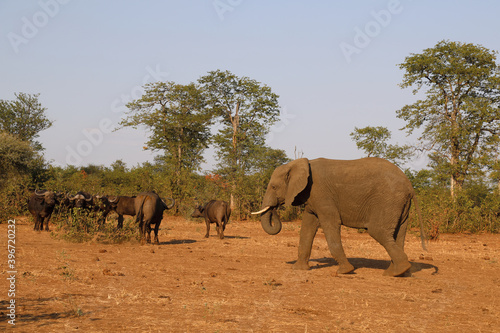 Afrikanischer Elefant und Kaffernb  ffel   African elephant and Buffalo   Loxodonta africana et Syncerus caffer