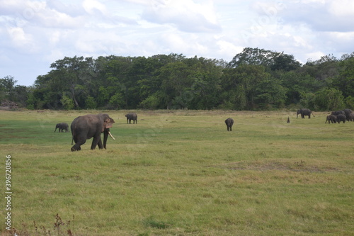 herd of elephants in field
