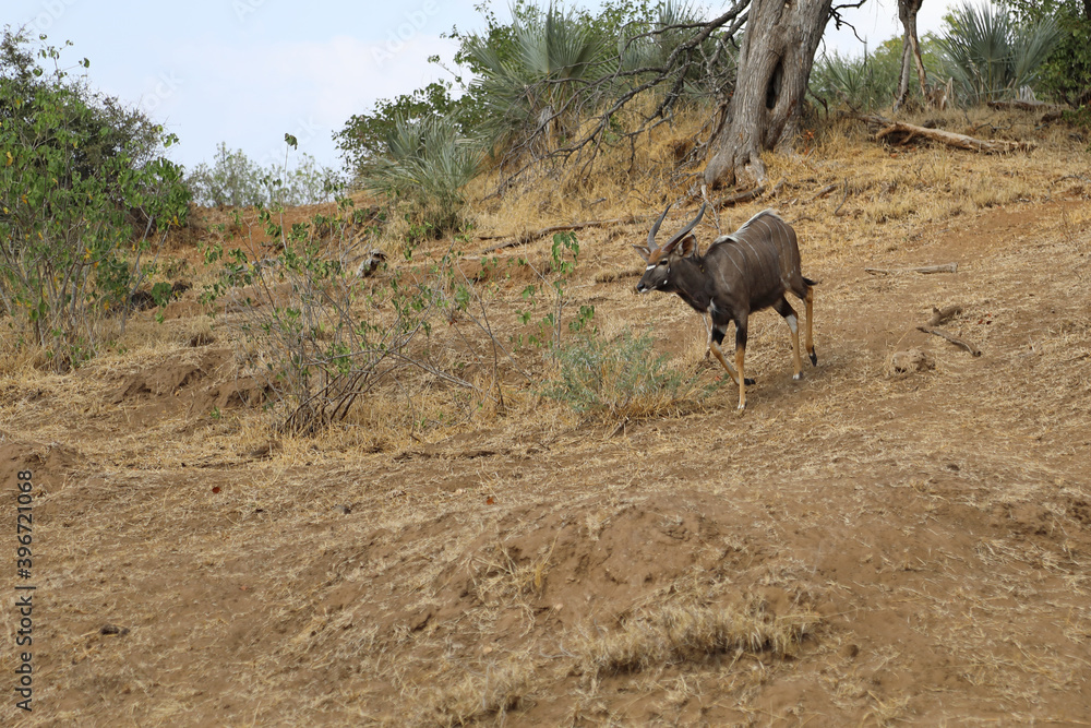 Fototapeta premium Nyala / Nyala / Tragelaphus angasii.