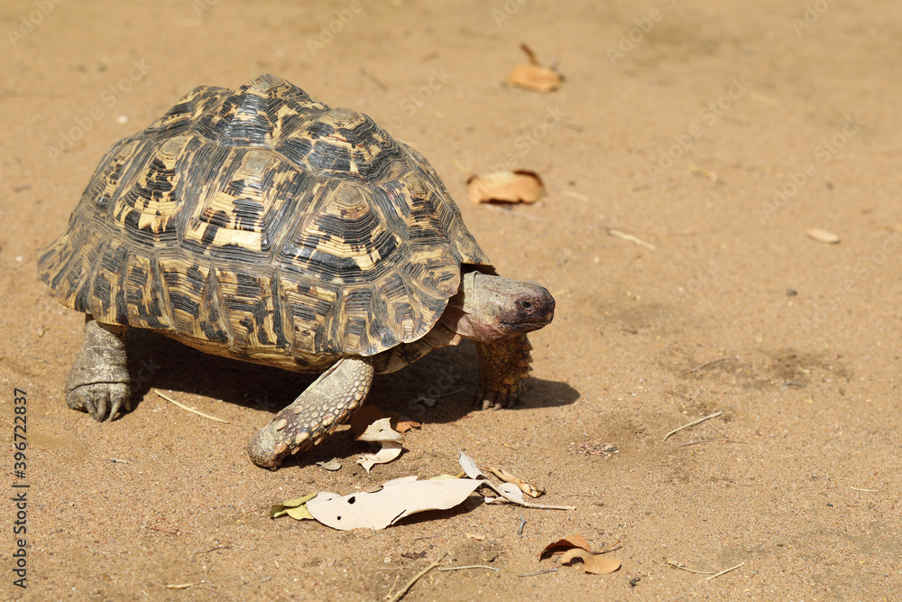 Obraz premium Leopardenschildkröte / Leopard tortoise / Geochelone pardalis