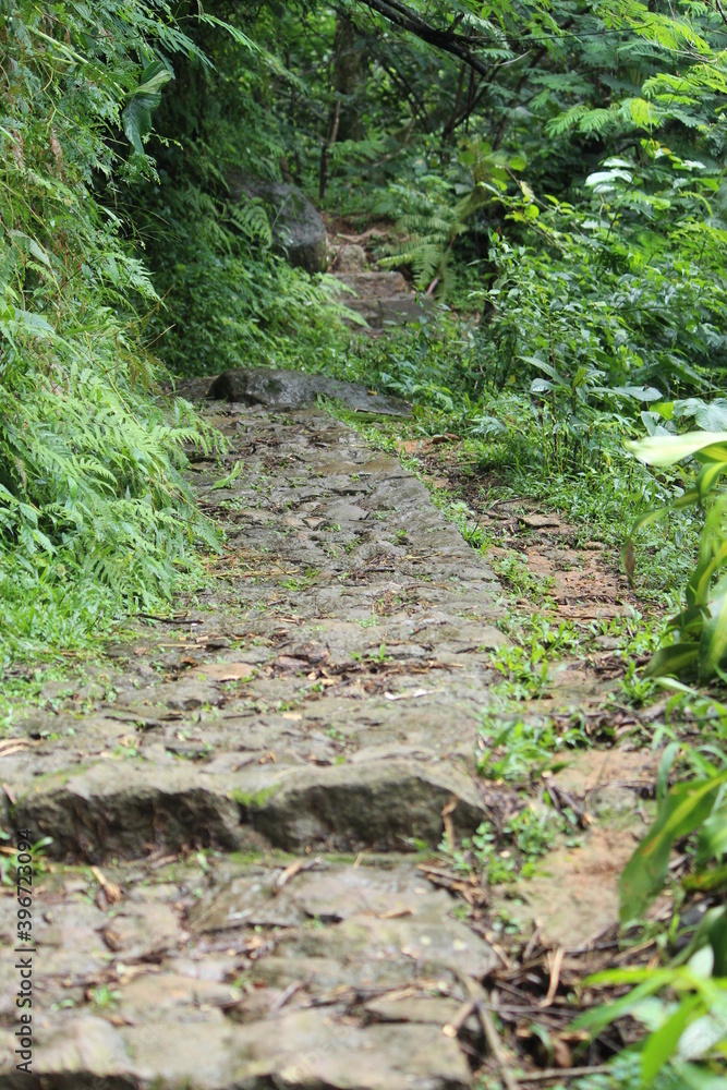 Obraz premium Rocky road in a forest