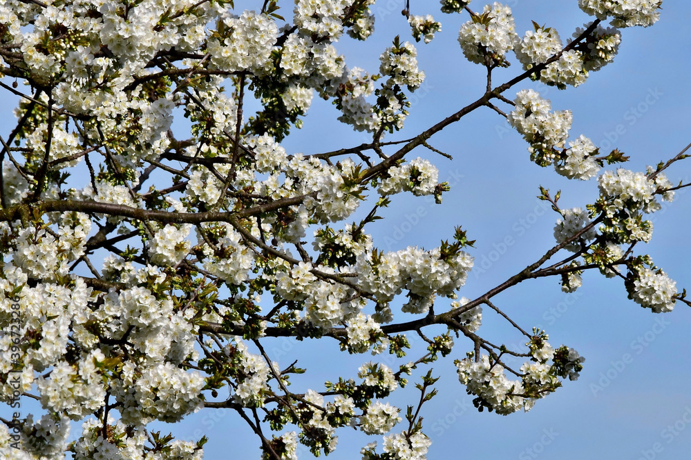Weiße Blüten des Kirschbaumes im Frühling Weiße Blüten des Kirschbaumes im Frühling