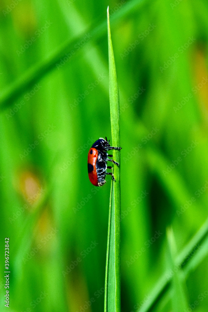 Ein Ameisensackkäfer krabbelt einen Gashalm hinauf (Makro) Ein Ameisensackkäfer krabbelt einen Gashalm hinauf (Makro)