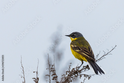 Black headed wagtail sits on a twig on a blurred background