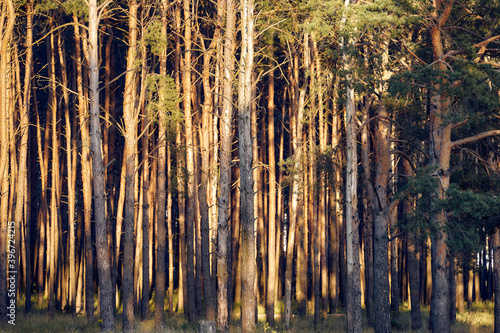 Pine forest illuminated by the bright sun. Summer forest.