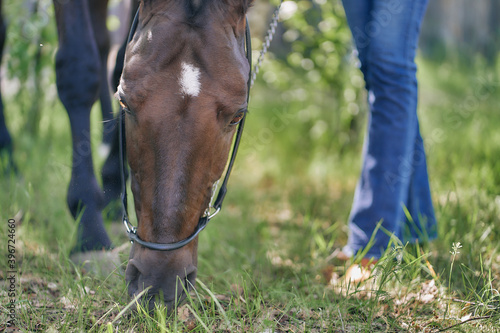 The horse is eating grass, next to women's legs in jeans. © Aleksandr