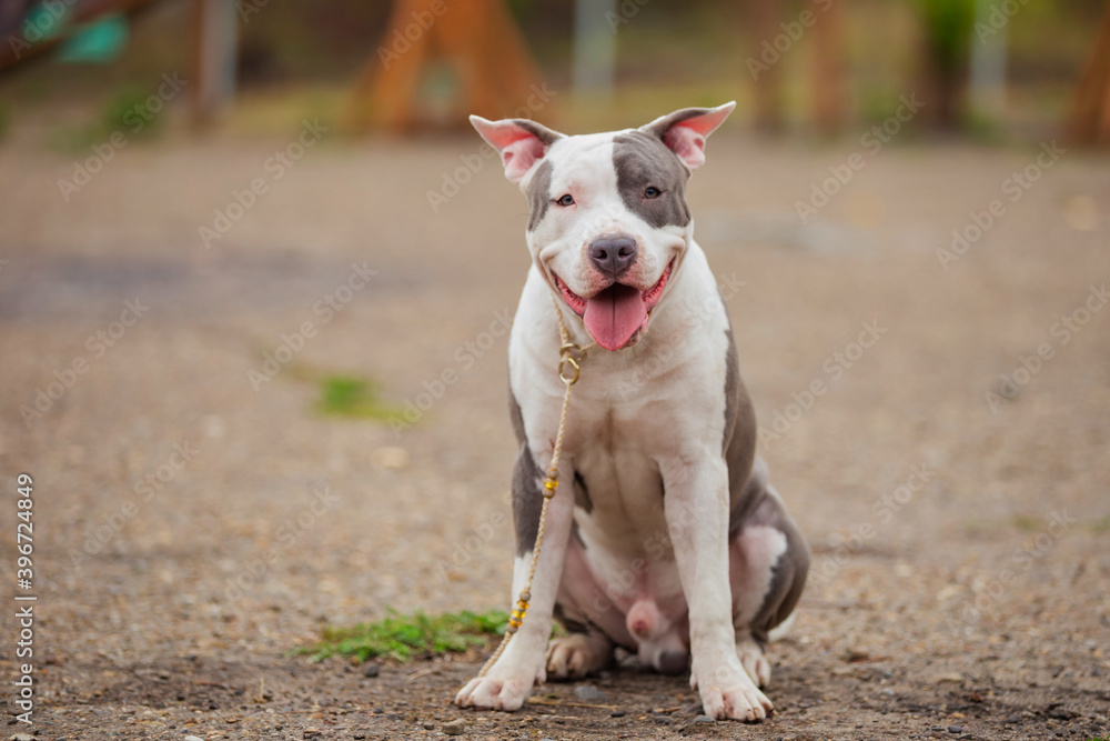 beautiful puppy of Stafford breed