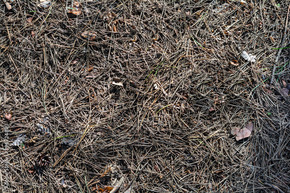 Natural background in the coniferous forest. Dried pine needles covered the ground. The color and texture of a thick layer of fallen spruce. Natural background in the coniferous forest. Dried pine needles covered the ground. The color and texture of a thick layer of fallen spruce.