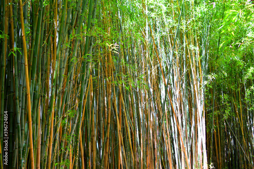 View of dense bamboo forest