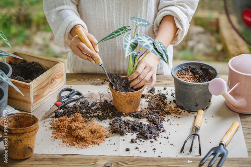 Woman hands transplanting plant into new pot by use shovel to scoop the soil into the pot. Indoor gardening hobbies and jobs indoor plants at home.