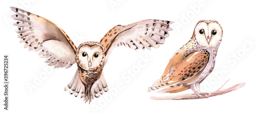 Watercolor Barking owl and Ninox connivens australian Bird sitting on stump hand painted children illustration. Australia birds Nursery art poster