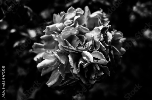 Black and white photo of a flower