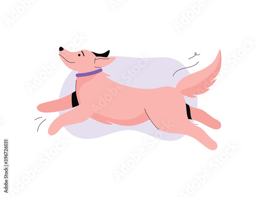 Cute dog running happily. Happy puppy is exercising and playing