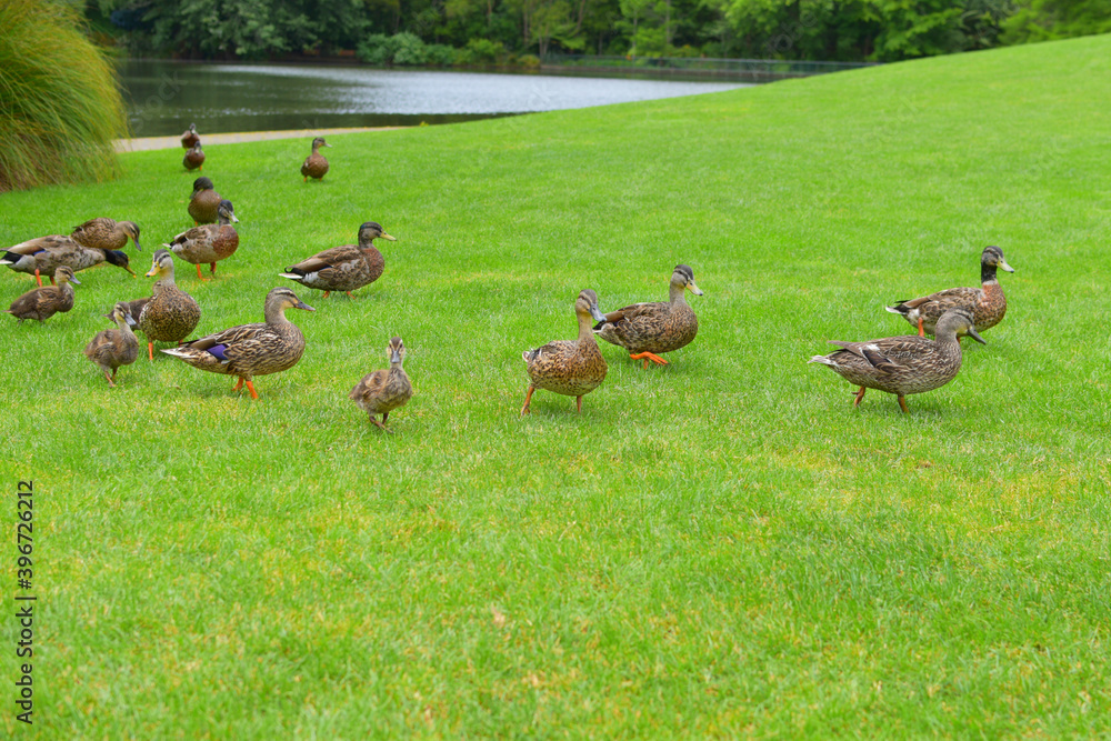 View of ducks with ducklings on green field View of ducks with ducklings on green field