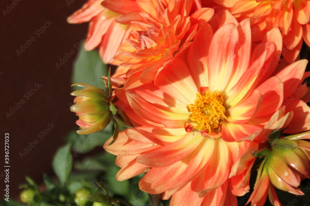 dahlia dahlia