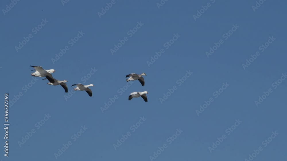 Six light geese fly through the blue sky over Bitter Lake National Wildlife Refuge in New Mexico, USA. The wetlands remain flooded in spite of drought in the Southwest. Slow motion 4K video. Six light geese fly through the blue sky over Bitter Lake National Wildlife Refuge in New Mexico, USA. The wetlands remain flooded in spite of drought in the Southwest. Slow motion 4K video.