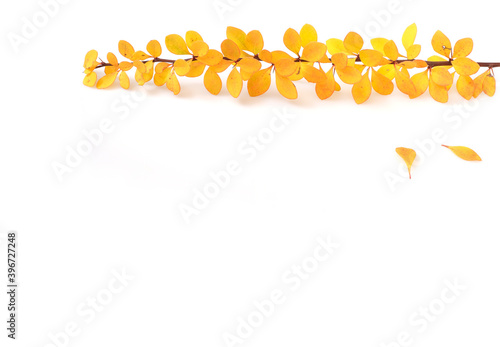 Plant branch with yellow leaves isolated on white background