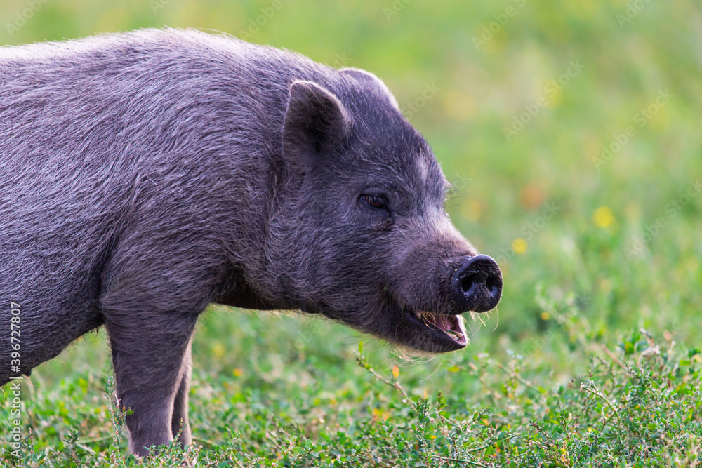 Vietnamese Pot-bellied pig on grass Vietnamese Pot-bellied pig on grass