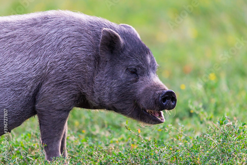 Vietnamese Pot-bellied pig on grass