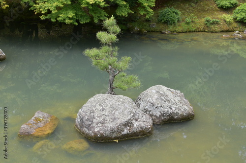View of lone small pine tree on island in Japanese rock garden pond